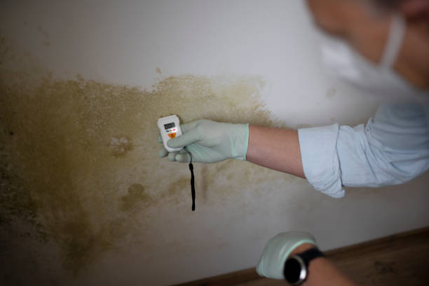 Why You Should Choose Our Mold Remediation Services in Strathmore, CA